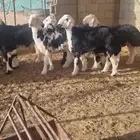 طليان نجد بيشه