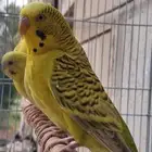 اجواز حب طفرات عيون حمر منتجه