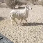 خروف كفو حري. سننه سديس