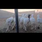 السلام عليكم للبيع سواكن