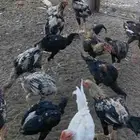 ديوك دجاج