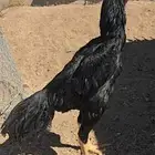 شامو ألماني اسود صك