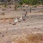 وز للبيع منتج