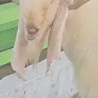 فحل مطور ابيض كريمي ابرص شرط القريع الحار