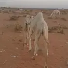 حشو بريه بكرة وقعود