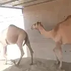 للبيع حشوا العدد 2 وحشوا العدد 3