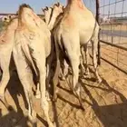 قعدان فل الفل مفاريد للبيع