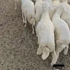 طليان مقفله شحم للبيع عدد 16