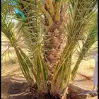 نخل للبيع عربي ووشنطني زينه