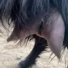 مطلوب معزا حليب شرط.
