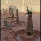 يتوفر لدينا جميع انوع النخيل بكل الاحجام سكري صقعي برحي خلاص