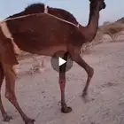 ناقه رباع حالها ضعيف