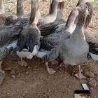 للبيع وز عراقي