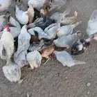 دجاج فيومي سلفر نادر