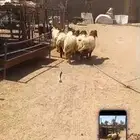 للبيع عدد سته هرافى نعيم واحد طلي وخمس رخال نظيفه وسمينه