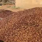 تمر علف ناشف