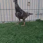 هومر اوفر