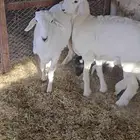 طليان حريات 2