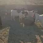 تيوس للبيع