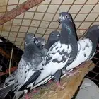 حمام باكستاني