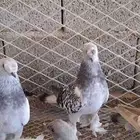حمام زينه منتج ماشاءالله تبارك الله