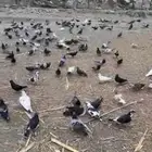 حمام للبيع