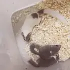 زوج السنجاب القزم