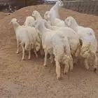 للبيع طليان جبره وفل شحم