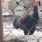 مراح كامل للبيع سنود