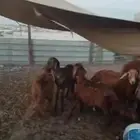 جذعان سواكني للبيع الدمام قريب سوق اىغنم