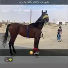 حصان شعبي شيخ.