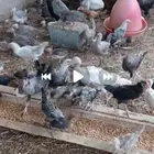 دجاج حبشي و رومي