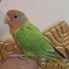 طائر الروز