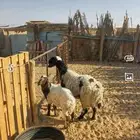شاه نعيميه تحتها رخل سنها رباع نافر بنتها
