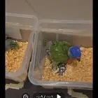 فروخ لوري غر