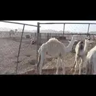 حشو العدد ثلاث