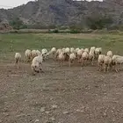 ضان للبيع رفيديات