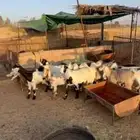 تيوس وجفرات