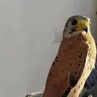 البيع على السوم بسم الله ماءشالله