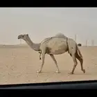 عشرا غيثيه وضحا طيبه