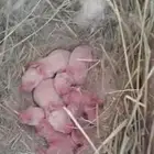 للبيع ارنب ملوده العدد 2