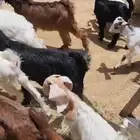 مجموعة تيوس وجفار عوارض ومشاريك فيها واحد شكر ابيض أكبرها 16