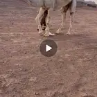 للبيع البعير الاوضح الكفوو