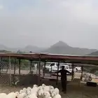طليان ورخال للبيع