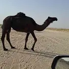 مجهم مقناوي طيبه