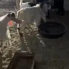 تيوس للبيع