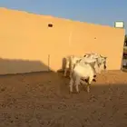 للبيع غنم نعيمي 100 راس غنم رفيد معزا وتيوس وحصان