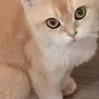 قطه سكوتش بريشن للبيع