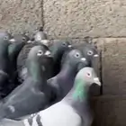 حمام زاجل مع فروخ 35 جوز