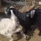 معزا دفيع وضريع